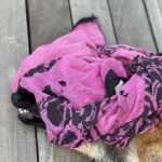 Kim Glow Instagram - Mon Malinois de huit mois et demi, un véritable tourbillon d'énergie et d'intelligence ! L'épanouir intellectuellement et physiquement est un défi quotidien, Cette race incroyablement intelligente demande du temps, de l'investissement, et beaucoup d'amour. 🐶💪 il commence à avoir sa tête d’adulte qui arrive🥹😍 il est tellement beau💙 @thaigerglow #Malinois #EngagementCanin #bergerbelgemalinois #malinoislovers #malinoisofinstagram #malinoispuppy #malinoisworld #belgianmalinois
