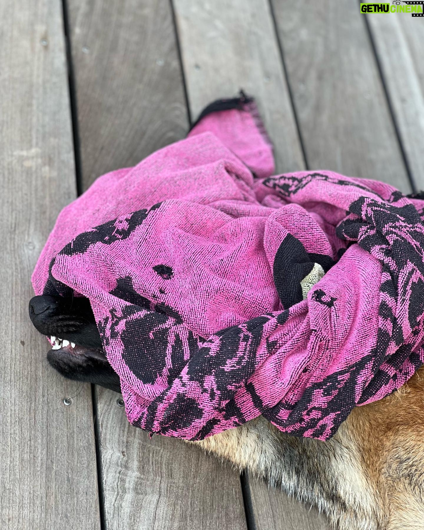 Kim Glow Instagram - Mon Malinois de huit mois et demi, un véritable tourbillon d'énergie et d'intelligence ! L'épanouir intellectuellement et physiquement est un défi quotidien, Cette race incroyablement intelligente demande du temps, de l'investissement, et beaucoup d'amour. 🐶💪 il commence à avoir sa tête d’adulte qui arrive🥹😍 il est tellement beau💙 @thaigerglow #Malinois #EngagementCanin #bergerbelgemalinois #malinoislovers #malinoisofinstagram #malinoispuppy #malinoisworld #belgianmalinois