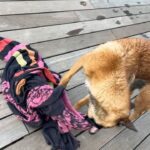 Kim Glow Instagram - Mon Malinois de huit mois et demi, un véritable tourbillon d'énergie et d'intelligence ! L'épanouir intellectuellement et physiquement est un défi quotidien, Cette race incroyablement intelligente demande du temps, de l'investissement, et beaucoup d'amour. 🐶💪 il commence à avoir sa tête d’adulte qui arrive🥹😍 il est tellement beau💙 @thaigerglow #Malinois #EngagementCanin #bergerbelgemalinois #malinoislovers #malinoisofinstagram #malinoispuppy #malinoisworld #belgianmalinois