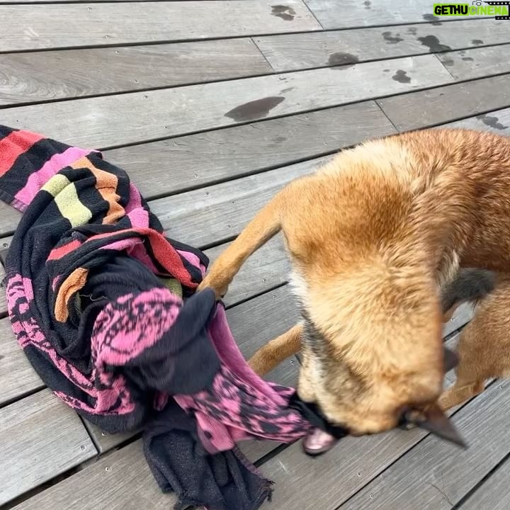 Kim Glow Instagram - Mon Malinois de huit mois et demi, un véritable tourbillon d'énergie et d'intelligence ! L'épanouir intellectuellement et physiquement est un défi quotidien, Cette race incroyablement intelligente demande du temps, de l'investissement, et beaucoup d'amour. 🐶💪 il commence à avoir sa tête d’adulte qui arrive🥹😍 il est tellement beau💙 @thaigerglow #Malinois #EngagementCanin #bergerbelgemalinois #malinoislovers #malinoisofinstagram #malinoispuppy #malinoisworld #belgianmalinois