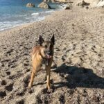 Kim Glow Instagram - Ma fille fait enfin ses nuits ce qui signifie moins de fatigue et de temps pour sortir et savourer des moments précieux avec mon Thaïger 💤🐾 Il est toujours là, prêt à partager l’amour et l’aventure, faisant partie intégrante de notre famille. 💙 #malinois #bergerbelgemalinois #dog #dogsofinstagram #malinoislovers