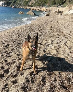 Kim Glow Instagram - Ma fille fait enfin ses nuits ce qui signifie moins de fatigue et   de temps pour sortir et savourer des moments précieux avec mon Thaïger 💤🐾 Il est toujours là, prêt à partager l’amour et l’aventure, faisant partie intégrante de notre famille. 💙

#malinois #bergerbelgemalinois #dog #dogsofinstagram #malinoislovers