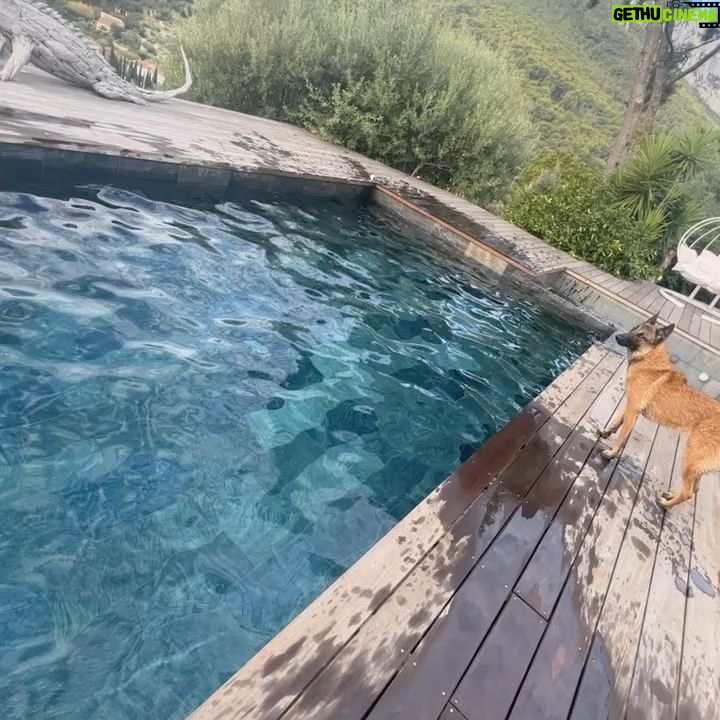 Kim Glow Instagram - Mon Malinois de huit mois et demi, un véritable tourbillon d'énergie et d'intelligence ! L'épanouir intellectuellement et physiquement est un défi quotidien, Cette race incroyablement intelligente demande du temps, de l'investissement, et beaucoup d'amour. 🐶💪 il commence à avoir sa tête d’adulte qui arrive🥹😍 il est tellement beau💙 @thaigerglow #Malinois #EngagementCanin #bergerbelgemalinois #malinoislovers #malinoisofinstagram #malinoispuppy #malinoisworld #belgianmalinois