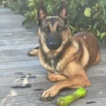 Kim Glow Instagram – Thaïger mon fils et un véritable membre de la famille. Dans ses yeux brillent une intelligence et une loyauté incommensurables.Les animaux sont bien plus que des compagnons, ce sont des âmes précieuses qui méritent tout notre respect. 

Thaïger est un gardien dévoué qui veille avec amour sur sa famille et sa maison. Sa présence réconfortante m’apaise, faisant de lui bien plus qu’un chien, mais un protecteur exceptionnel ,il est mon réconfort quotidien. Sa présence me rassure au plus profond de moi, et je ne saurais m’imaginer sans lui. Avec Thaïger, je me sens protégé, entouré de son amour inconditionnel. Il n’est pas seulement un compagnon, mais un véritable gardien qui fait de chaque instant à ses côtés une source de sécurité et de bonheur. 

#malinois #malinoislovers #malinoisofinstagram #bergerbelge #bergerbelgemalinois #dog #dogsofinstagram