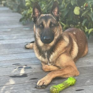 Kim Glow Instagram - Thaïger mon fils et un véritable membre de la famille. Dans ses yeux brillent une intelligence et une loyauté incommensurables.Les animaux sont bien plus que des compagnons, ce sont des âmes précieuses qui méritent tout notre respect. 

Thaïger est un gardien dévoué qui veille avec amour sur sa famille et sa maison. Sa présence réconfortante m’apaise, faisant de lui bien plus qu’un chien, mais un protecteur exceptionnel ,il est mon réconfort quotidien. Sa présence me rassure au plus profond de moi, et je ne saurais m’imaginer sans lui. Avec Thaïger, je me sens protégé, entouré de son amour inconditionnel. Il n’est pas seulement un compagnon, mais un véritable gardien qui fait de chaque instant à ses côtés une source de sécurité et de bonheur. 

#malinois #malinoislovers #malinoisofinstagram #bergerbelge #bergerbelgemalinois #dog #dogsofinstagram