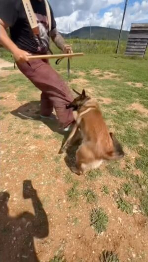 Kim Glow Instagram - Reprise du mordant avec Thaïger !
🐕💪 Il était tellement heureux de s’y remettre, ça lui fait un bien fou ! 🥰

 Malheureusement, la poisse a frappé : il s’est cassé une dent, probablement sur l’ iguane en tech très durs sur ma terrasse. 
😓 Du coup, opération pour retirer la dent, mais après ça, il pourra reprendre le mordant ! 🙌 

Et pour ceux qui pensent que le mordant est dangereux, sachez que c’est un sport parfaitement adapté au Malinois. C’est excellent pour leur mental, leur physique et leur bien-être général. Thaïger adore ça ! 

 #Thaïger #malinois #malinoislovers #malinoisofinstagram #dog #dogsofinstagram