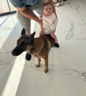 Kim Glow Instagram - Les instants magiques où ma petite merveille joue avec son grand frère Thaïger . Une complicité pleine de tendresse, où il veille sur elle comme un grand frère protecteur🥹

Mon petit amour qui grandit à son propre rythme ! La pédiatre dit qu’elle a pris un peu   de poids que prévue , mais c’est juste elle qui décides de grandir à la vitesse de la lumière. 🌟 Pas d’inquiétude, ma merveille, tu es parfaite comme tu es, et chaque gramme supplémentaire est juste une dose d’amour en plus.🩷

#taliaglow #babygirl #newborn #malinois #bergerbelgemalinois