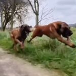 Kim Glow Instagram - observez la puissance et l’agilité en pleine course. Les malinois sont reconnus pour leur intelligence exceptionnelle, ce qui en fait un atout précieux pour les forces armées et les unités de police. Les malinois incarnent le dévouement, le courage et possède une capacité physique remarquable. Et concernant mon Thaïger il est Malheureusement blessé à la suite d’un accident de voiture, ce qui l’empêche de se dépenser comme il le souhaite. C’est difficile de le voir ainsi, plein d’énergie mais interdit de courir jusqu’à cicatrisation complète …. Pour compenser, je vais devoir canaliser son énergie à travers des exercices mentaux pour lui permettre de surmonter sa frustration tout en se rétablissant. Une preuve supplémentaire de la force et de la résilience de cette remarquable race canine Depuis que j’ai thaïger je reçois énormément de messages de personnes qui souhaitent adopter les malinois seulement je voudrais vous informer Adopter un Malinois demande un engagement SÉRIEUX envers le chien. Ces animaux ne sont pas simplement des compagnons, ce sont des partenaires qui nécessitent un investissement en TEMPS et en présence Les Malinois sont des chiens très actifs et intelligents. Ils ont besoin de stimulation physique et mentale régulière pour être équilibrés et heureux. Cela signifie des promenades longues et stimulantes, des séances d’entraînement et des activités qui leur permettent d’utiliser leurs capacités naturelles En raison de leur haut niveau d’énergie, les Malinois ne conviennent pas aux modes de vie sédentaires ou aux propriétaires qui ne peuvent pas leur consacrer suffisamment de temps chaque jour. Ils peuvent devenir destructeurs ou développer des comportements indésirables s’ils s’ennuient ou s’ils ne reçoivent pas assez d’exercice De plus, les Malinois sont des chiens très attachés à leur famille. Ils ont besoin de beaucoup d’interaction sociale et de compagnie En résumé, avant d’adopter un Malinois, il est crucial de comprendre l’engagement en temps et en présence qu’ils exigent. Ce sont des chiens extraordinaires, mais ils nécessitent un propriétaire dévoué prêt à investir dans leur bien-être et leur épanouissement