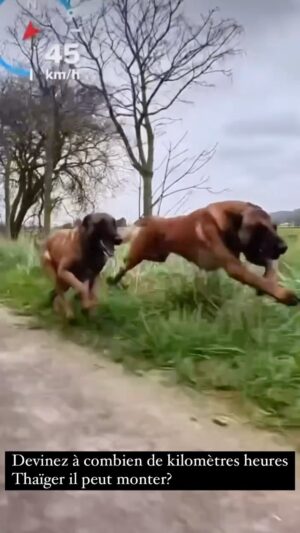 Kim Glow Instagram - observez la puissance et l’agilité en pleine course. Les malinois sont reconnus pour leur intelligence exceptionnelle, ce qui en fait un atout précieux pour les forces armées et les unités de police. 

Les malinois incarnent le dévouement, le courage et possède une capacité physique remarquable.

Et concernant mon Thaïger il est Malheureusement blessé à la suite d’un accident de voiture, ce qui l’empêche de se dépenser comme il le souhaite. C’est difficile de le voir ainsi, plein d’énergie mais interdit de courir jusqu’à cicatrisation complète …. Pour compenser, je vais devoir canaliser son énergie à travers des exercices mentaux pour lui permettre de surmonter sa frustration tout en se rétablissant. Une preuve supplémentaire de la force et de la résilience de cette remarquable race canine

Depuis que j’ai  thaïger je reçois énormément de messages de personnes qui souhaitent adopter les malinois seulement je voudrais vous informer
 Adopter un Malinois demande un engagement SÉRIEUX envers le chien. Ces animaux ne sont pas simplement des compagnons, ce sont des partenaires qui nécessitent un investissement en TEMPS et en présence
Les Malinois sont des chiens très actifs et intelligents. Ils ont besoin de stimulation physique et mentale régulière pour être équilibrés et heureux. Cela signifie des promenades longues et stimulantes, des séances d’entraînement et des activités qui leur permettent d’utiliser leurs capacités naturelles

En raison de leur haut niveau d’énergie, les Malinois ne conviennent pas aux modes de vie sédentaires ou aux propriétaires qui ne peuvent pas leur consacrer suffisamment de temps chaque jour. Ils peuvent devenir destructeurs ou développer des comportements indésirables s’ils s’ennuient ou s’ils ne reçoivent pas assez d’exercice

De plus, les Malinois sont des chiens très attachés à leur famille. Ils ont besoin de beaucoup d’interaction sociale et de compagnie

En résumé, avant d’adopter un Malinois, il est crucial de comprendre l’engagement en temps et en présence qu’ils exigent. Ce sont des chiens extraordinaires, mais ils nécessitent un propriétaire dévoué prêt à investir dans leur bien-être et leur épanouissement