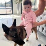 Kim Glow Instagram - À ceux qui s’inquiètent de la relation entre notre chien et notre fille !!! Oui, notre Malinois peut être un peu brusque parfois, mais c’est simplement sa nature de chien joueur et énergique. Il adore notre fille et essaie de lui montrer son amour en lui apportant des jouets et en lui faisant des câlins. Il est en train d’apprendre à être plus doux avec elle au fur et à mesure qu’ils grandissent ensemble. Il n’y a pas de malice dans ses actions, juste de l’amour pur et un désir de jouer. Nous sommes là pour superviser et guider leur interaction, et nous avons une confiance totale en la gentillesse de notre chien envers notre petite fille. 🐾💖 #AmourVéritable #SimplicitéHeureuse #malinois #babygirl #bergerbelgemalinois