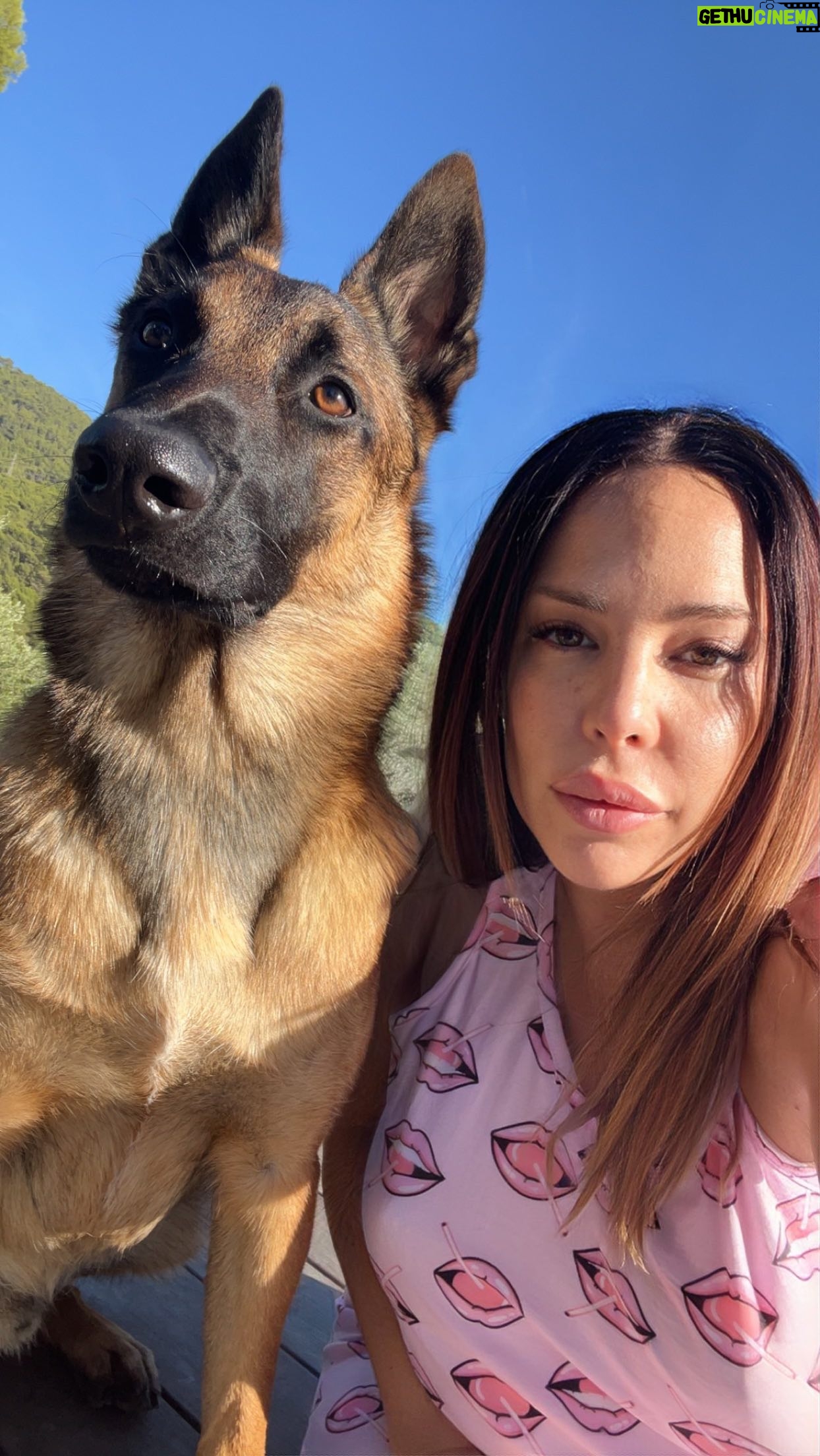 Kim Glow Instagram - Découvrez la Défense du Maître avec mon chiot Thaïger malinois de 8mois ! 💪🐶 En France, la Défense du Maître est une discipline canine qui met en avant l’obéissance, la protection et la complicité entre le chien et son propriétaire qui vise à former le chien pour qu’il puisse me protéger en cas de menace « tout en restant obéissant et contrôlable. » Dans cette vidéo, regardez comment mon jeune malinois commence à apprendre les bases de cette tradition séculaire encadré par un professionnel @agiusnicolas Obéissance, attention et lien unique sont au cœur de cette pratique qui renforce le lien indéfectible entre le chien et son maître. 🐾🏅 Étant enceinte de 7mois je ne peux malheureusement pas le tenir moi-même à l’entraînement pour l’instant…merci à Nanou de le tenir à ma place💙 Mais hâte dès que possible de créer moi même ce lien avec mon toutou d’amour💙 Le mordant peut être mal compris, mais pour nous, c’est un engagement qui va au-delà des apparences. @thaigerglow a sa licence officielle en France, ce qui signifie que nous pratiquons dans le respect des règles établies. Les regards peuvent juger, mais c’est notre passion et notre vie. merci donc de garder vos jugement négatif pour vous. 🏆🐕 #malinois #bergerbelgemalinois #malinoisofinstagram #malinoislovers #dog #DéfenseDuMaître #ComplicitéCanine #kimglow