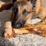 Kim Glow Instagram - #malinois #begerbelgemalinois #dogsofinstagram