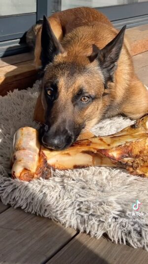Kim Glow Instagram - #malinois #begerbelgemalinois #dogsofinstagram
