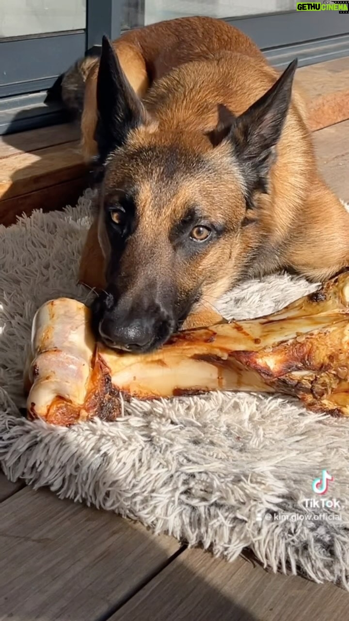 Kim Glow - 3 Likes - #malinois #begerbelgemalinois #dogsofinstagram