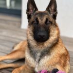 Kim Glow Instagram - Mon Malinois de huit mois et demi, un véritable tourbillon d'énergie et d'intelligence ! L'épanouir intellectuellement et physiquement est un défi quotidien, Cette race incroyablement intelligente demande du temps, de l'investissement, et beaucoup d'amour. 🐶💪 il commence à avoir sa tête d’adulte qui arrive🥹😍 il est tellement beau💙 @thaigerglow #Malinois #EngagementCanin #bergerbelgemalinois #malinoislovers #malinoisofinstagram #malinoispuppy #malinoisworld #belgianmalinois
