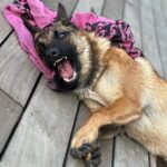 Kim Glow Instagram - Mon Malinois de huit mois et demi, un véritable tourbillon d'énergie et d'intelligence ! L'épanouir intellectuellement et physiquement est un défi quotidien, Cette race incroyablement intelligente demande du temps, de l'investissement, et beaucoup d'amour. 🐶💪 il commence à avoir sa tête d’adulte qui arrive🥹😍 il est tellement beau💙 @thaigerglow #Malinois #EngagementCanin #bergerbelgemalinois #malinoislovers #malinoisofinstagram #malinoispuppy #malinoisworld #belgianmalinois