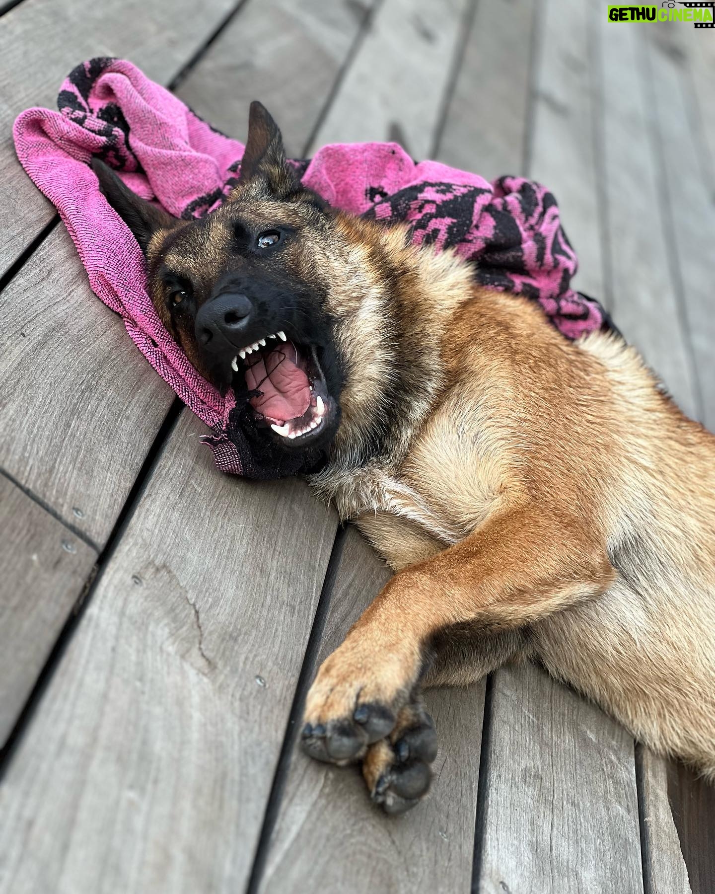 Kim Glow Instagram - Mon Malinois de huit mois et demi, un véritable tourbillon d'énergie et d'intelligence ! L'épanouir intellectuellement et physiquement est un défi quotidien, Cette race incroyablement intelligente demande du temps, de l'investissement, et beaucoup d'amour. 🐶💪 il commence à avoir sa tête d’adulte qui arrive🥹😍 il est tellement beau💙 @thaigerglow #Malinois #EngagementCanin #bergerbelgemalinois #malinoislovers #malinoisofinstagram #malinoispuppy #malinoisworld #belgianmalinois