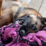 Kim Glow Instagram - Mon Malinois de huit mois et demi, un véritable tourbillon d'énergie et d'intelligence ! L'épanouir intellectuellement et physiquement est un défi quotidien, Cette race incroyablement intelligente demande du temps, de l'investissement, et beaucoup d'amour. 🐶💪 il commence à avoir sa tête d’adulte qui arrive🥹😍 il est tellement beau💙 @thaigerglow #Malinois #EngagementCanin #bergerbelgemalinois #malinoislovers #malinoisofinstagram #malinoispuppy #malinoisworld #belgianmalinois