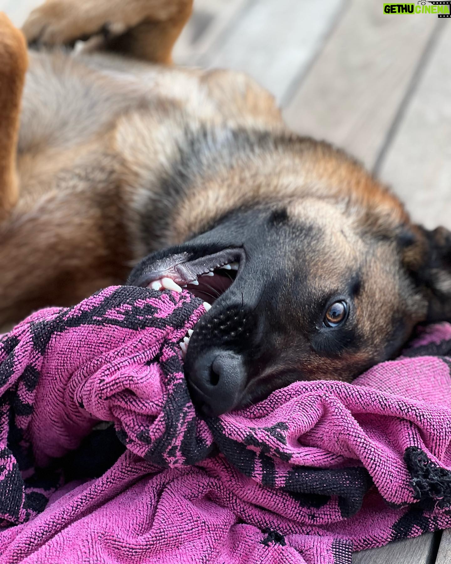 Kim Glow Instagram - Mon Malinois de huit mois et demi, un véritable tourbillon d'énergie et d'intelligence ! L'épanouir intellectuellement et physiquement est un défi quotidien, Cette race incroyablement intelligente demande du temps, de l'investissement, et beaucoup d'amour. 🐶💪 il commence à avoir sa tête d’adulte qui arrive🥹😍 il est tellement beau💙 @thaigerglow #Malinois #EngagementCanin #bergerbelgemalinois #malinoislovers #malinoisofinstagram #malinoispuppy #malinoisworld #belgianmalinois