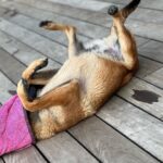 Kim Glow Instagram - Mon Malinois de huit mois et demi, un véritable tourbillon d'énergie et d'intelligence ! L'épanouir intellectuellement et physiquement est un défi quotidien, Cette race incroyablement intelligente demande du temps, de l'investissement, et beaucoup d'amour. 🐶💪 il commence à avoir sa tête d’adulte qui arrive🥹😍 il est tellement beau💙 @thaigerglow #Malinois #EngagementCanin #bergerbelgemalinois #malinoislovers #malinoisofinstagram #malinoispuppy #malinoisworld #belgianmalinois