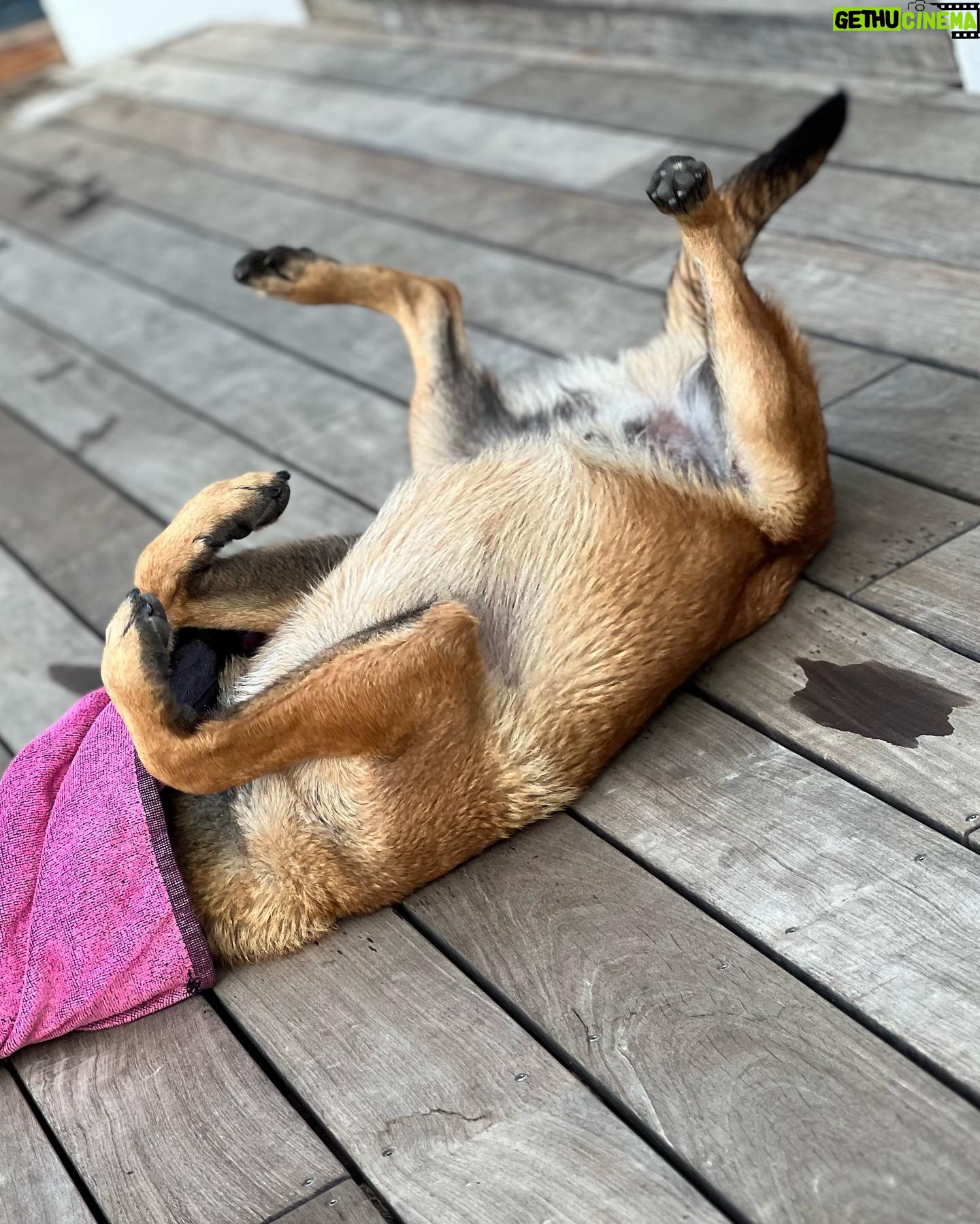 Kim Glow Instagram - Mon Malinois de huit mois et demi, un véritable tourbillon d'énergie et d'intelligence ! L'épanouir intellectuellement et physiquement est un défi quotidien, Cette race incroyablement intelligente demande du temps, de l'investissement, et beaucoup d'amour. 🐶💪 il commence à avoir sa tête d’adulte qui arrive🥹😍 il est tellement beau💙 @thaigerglow #Malinois #EngagementCanin #bergerbelgemalinois #malinoislovers #malinoisofinstagram #malinoispuppy #malinoisworld #belgianmalinois