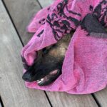 Kim Glow Instagram - Mon Malinois de huit mois et demi, un véritable tourbillon d'énergie et d'intelligence ! L'épanouir intellectuellement et physiquement est un défi quotidien, Cette race incroyablement intelligente demande du temps, de l'investissement, et beaucoup d'amour. 🐶💪 il commence à avoir sa tête d’adulte qui arrive🥹😍 il est tellement beau💙 @thaigerglow #Malinois #EngagementCanin #bergerbelgemalinois #malinoislovers #malinoisofinstagram #malinoispuppy #malinoisworld #belgianmalinois