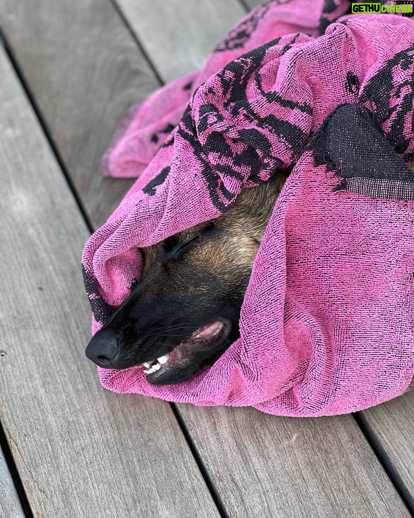 Kim Glow Instagram - Mon Malinois de huit mois et demi, un véritable tourbillon d'énergie et d'intelligence ! L'épanouir intellectuellement et physiquement est un défi quotidien, Cette race incroyablement intelligente demande du temps, de l'investissement, et beaucoup d'amour. 🐶💪 il commence à avoir sa tête d’adulte qui arrive🥹😍 il est tellement beau💙 @thaigerglow #Malinois #EngagementCanin #bergerbelgemalinois #malinoislovers #malinoisofinstagram #malinoispuppy #malinoisworld #belgianmalinois