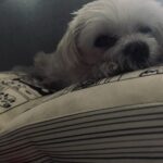 Kim Hyang-gi Instagram - 책읽다가 책위에서 자는 노견