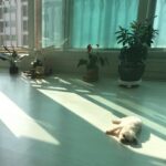 Kim Hyang-gi Instagram -