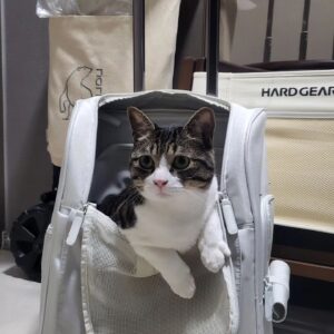 Kim Sook Instagram - 산책이 짧았나?? 이제 내려야되는데...
다시 나가자고 눈치를 주는거 같지만..... 난 체력이 읎다~~ #삐친냥