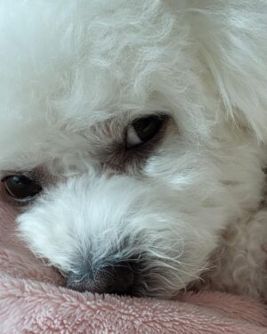 Kim Yeon-koung Instagram - 우리 집 막내 잭슨이 🐶 
#우리집옥상 #캠핑 #즐추