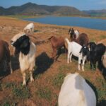 Kimberley Chen Instagram - afternoon by the water with goats ☁️ sanQ @ccd.com.tw ❤️‍🔥