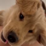 Kimberly Ann Voltemas Instagram - Good night🧸 #harrythefurrygoldenretriever