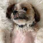 Kimberly Williams-Paisley Instagram - She’s out of her rehab pen! Whew. We got through it! #tplosurgery #dogsofinstagram #annie #update