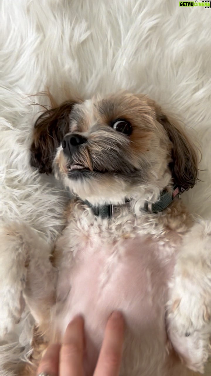 Kimberly Williams-Paisley Instagram - She’s out of her rehab pen! Whew. We got through it! #tplosurgery #dogsofinstagram #annie #update