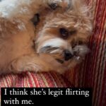 Kimberly Williams-Paisley Instagram - She’s legit flirting with me. #dogsofinstagram #annie #happyfriday