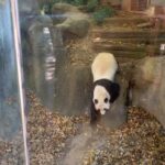 Kimberly Williams-Paisley Instagram - We got to tour the @zooatl today to see the #pandas before they all leave the country, and to learn about all the other wonderful educational and conservation efforts supporting vulnerable and endangered species here! 🦍🦍🐼🐼🦧🦧 #gorillas @savinggorillas #orangutans 💚💚💚 #Atlanta #animallover