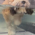 Kimberly Williams-Paisley Instagram - She’s in the rehab phase! Go Annie Go! #tplo #tplosurgery #dogsofinstagram #fridayvibes @caninerehabnashville