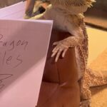 Kimberly Williams-Paisley Instagram - Happy Thursday! #amreading #beardeddragon 🦎🦎 #coolpets #bookbybrad #dragontales