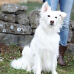 Kimberly Williams-Paisley Instagram - Happy International Dog Day from Hoot-n-Annie and ME!! #internationaldogday #dogsofinstagram #furryfriends ❤️❤️ @mandyjohnsonphotography @andreafarmerphotography