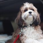 Kimberly Williams-Paisley Instagram - Happy International Dog Day from Hoot-n-Annie and ME!! #internationaldogday #dogsofinstagram #furryfriends ❤️❤️ @mandyjohnsonphotography @andreafarmerphotography