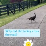 Kimberly Williams-Paisley Instagram - Anyone same? #allergies #allergyseason #whydidtheturkeycrosstheroad