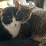 Kirsten Vangsness Instagram - Postions two of my cats are in as I prep for show tonight…IMPORTANT SEEN IN BACKGROUND OF FIRST PICTURE @hendricks.gay book THE BIG LEAP. Find it. Read it. You’re welcome. 🐯