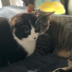 Kirsten Vangsness Instagram - Postions two of my cats are in as I prep for show tonight…IMPORTANT SEEN IN BACKGROUND OF FIRST PICTURE @hendricks.gay book THE BIG LEAP. Find it. Read it. You’re welcome. 🐯
