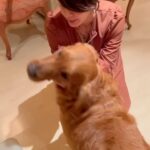 Kirti Kulhari Instagram - For me life is about discovering and forming connections ..and wherever I go they happen to me … one such connection happened with #kumarmahadevan uncle and #geetakumar aunty.. ❤️ met them in the flight to muscat and got talking and two days later landed up at their place for some #homemadefood #myfavoritefood ❤️ and my most special connection happened with their 3 year old #goldenretriever #Taj 🫶 I do have a very very special a bond with dogs 😬 they fill my heart and soul like no human is capable of 😍 Thank u uncle & aunty for all the warmth of your hearts and the food .. my heart and tummy both are full 🤗 till we meet again .. 💕🙏