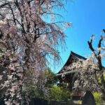 Klebber Toledo Instagram – Natureza 🇯🇵🤍