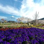 Klebber Toledo Instagram – Natureza 🇯🇵🤍