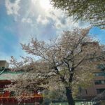 Klebber Toledo Instagram – Natureza 🇯🇵🤍