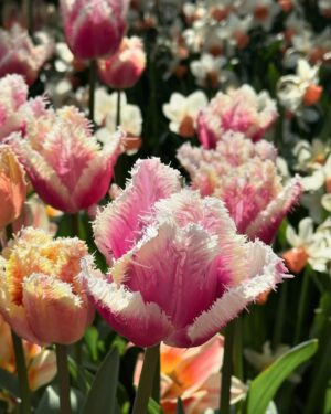 Klebber Toledo Instagram - A gente já falava desse passeio ha muito tempo… 🌷❤️