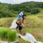 Ko Shibasaki Instagram - 思い出深い直虎ロケ地で田植えしてきたよ🐸 稲刈りが楽しみだ🌾 #棚田 #竜宮小僧 #膝小僧 #田植え #小僧ファイブ #竜宮小僧の会 #晴れた #引佐 #大河ドラマ館 #静岡県 #浜松市 #おんな城主直虎 #直虎 #龍潭寺 #紫陽花 #モリアオガエル #アカハライモリ